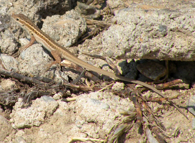 Potrebbe essere Ophisops elegans?